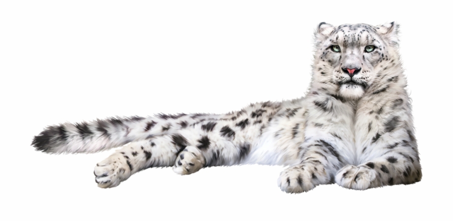 Snow Leopard Png Png Download Snow Leopard Transparent