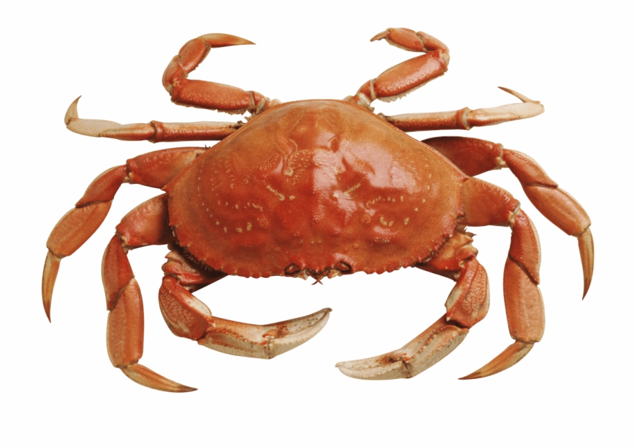 Crab Orange Crab Png