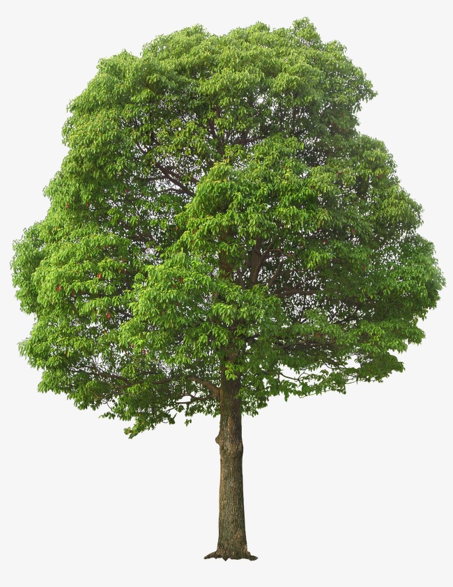 tree front view png
