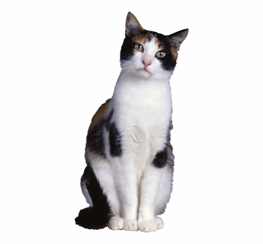 Cat Png Download Png Image With Transparent Background - Clip Art Library