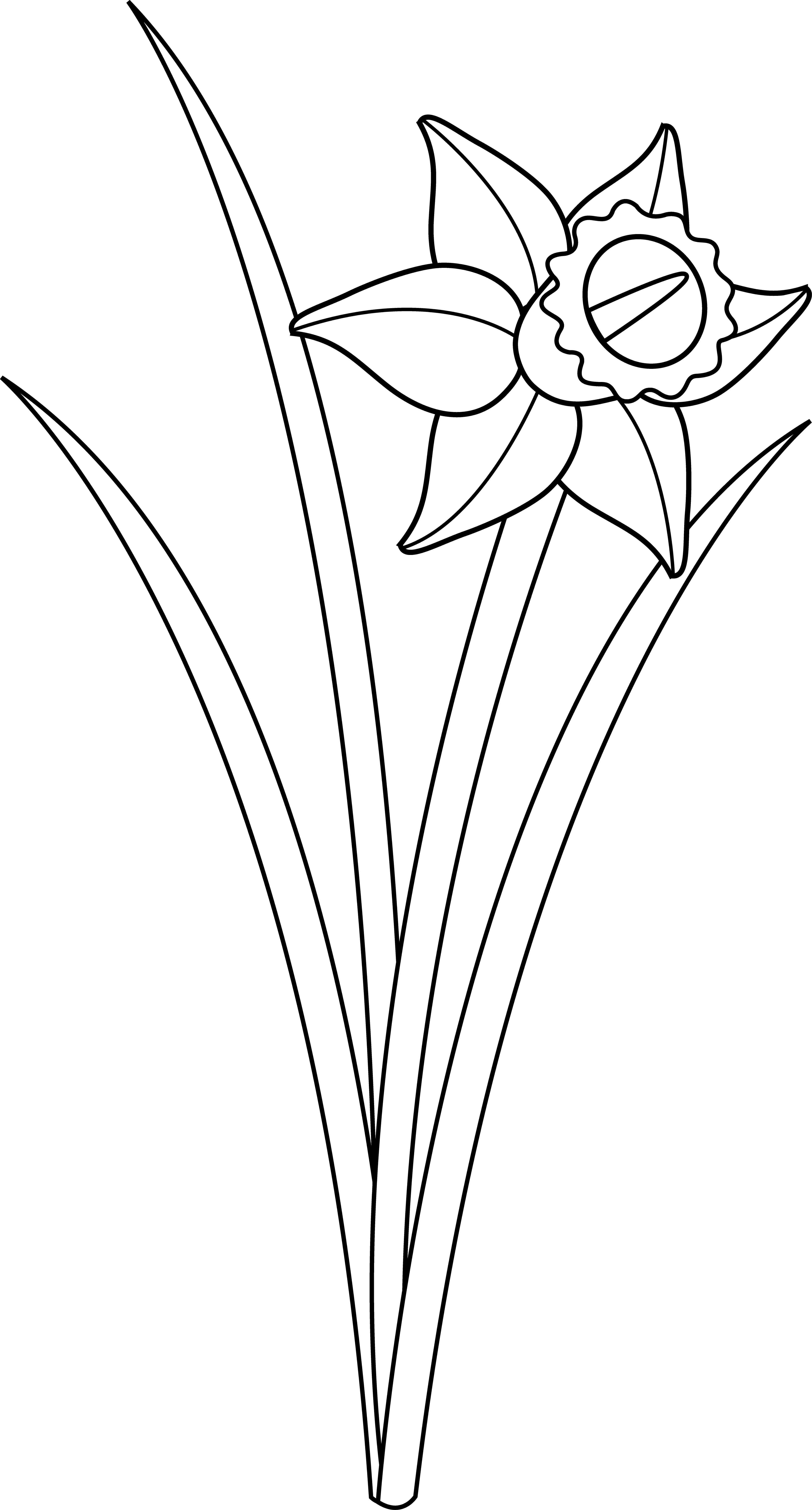 Graphic Stock Daffodil Line Clipart Daffodil Clipart Black
