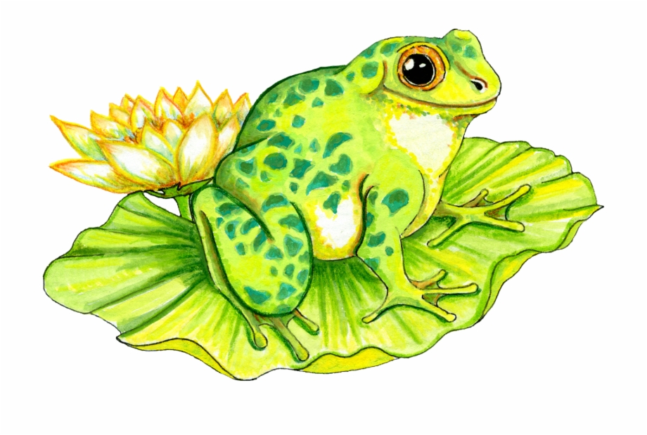Frog On Lily Pad Png Hd Frog On