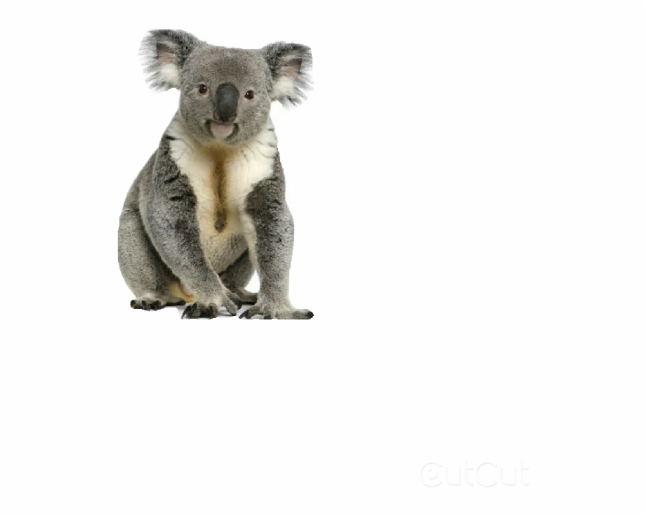 Koala Koala With Transparent Background