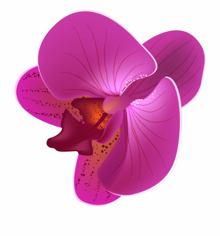 Magenta Orchid Flower Png