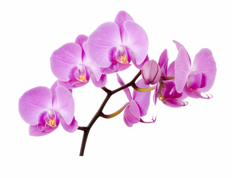 Moth Flower Orchid Boat Orchids Free Transparent Image