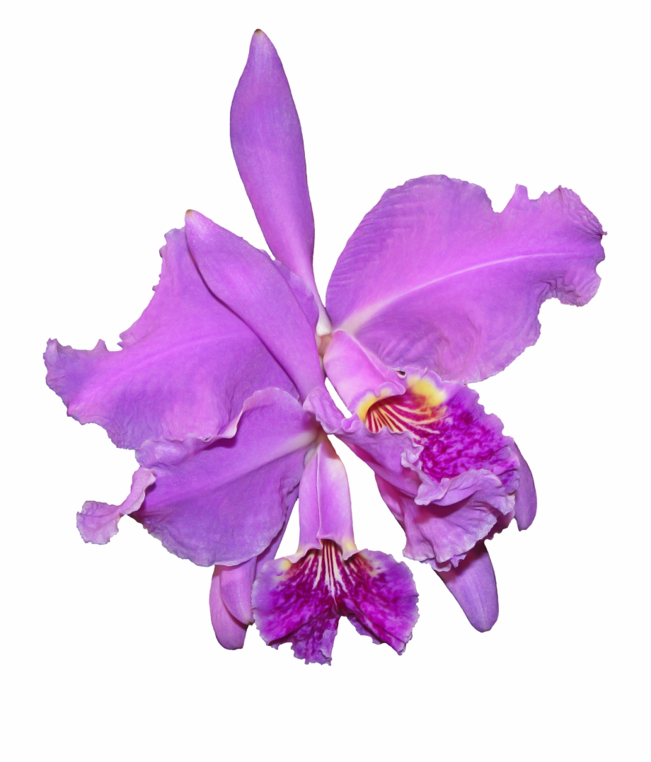 Orchid Flower Orquidea Png