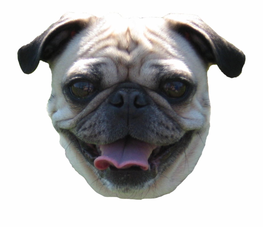 Pug Head Png Pug Face Transparent Background