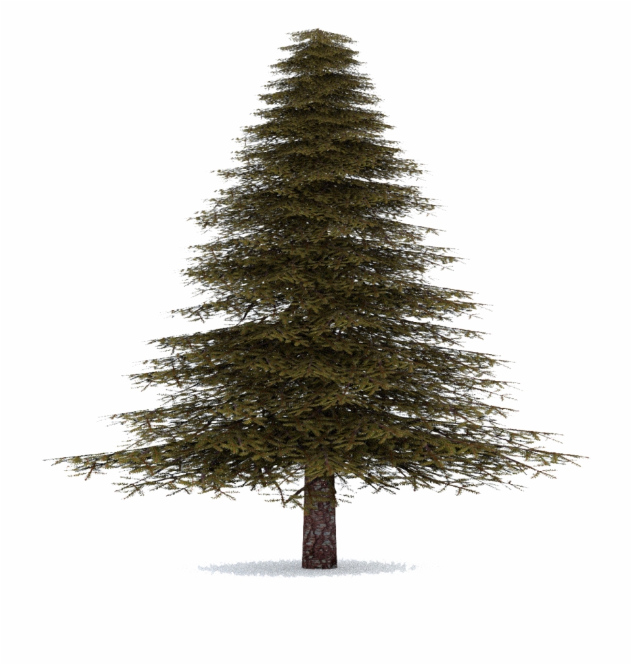 transparent background pine tree png
