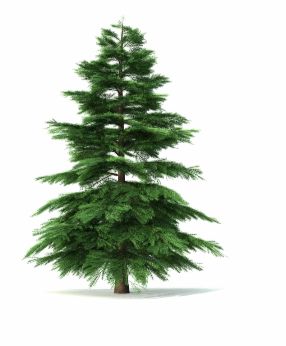 Fir Tree Png Pic Tree Animated