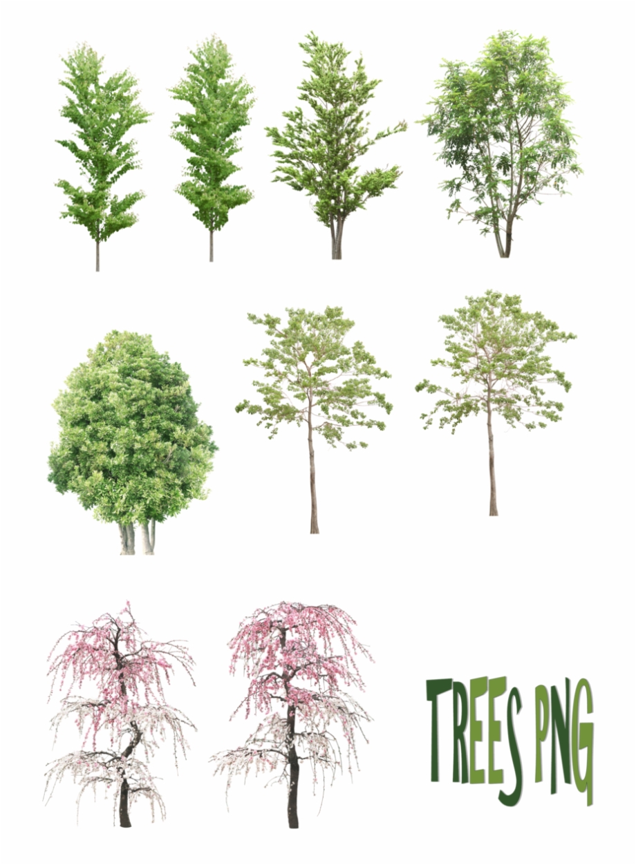 Trees Png By Section Render Tree For Section