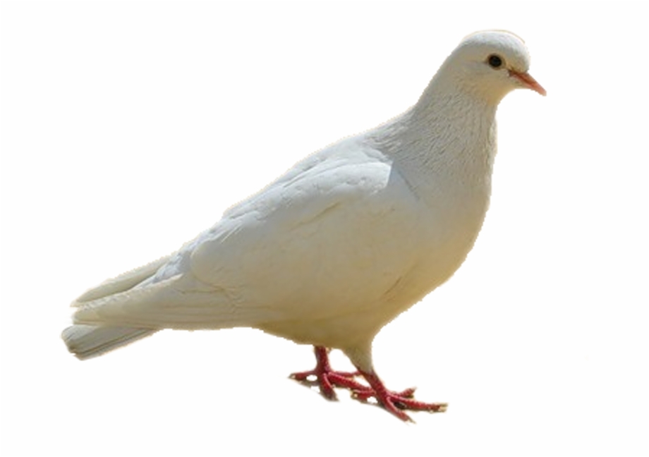 Dove Birds White Png Typical Pigeons