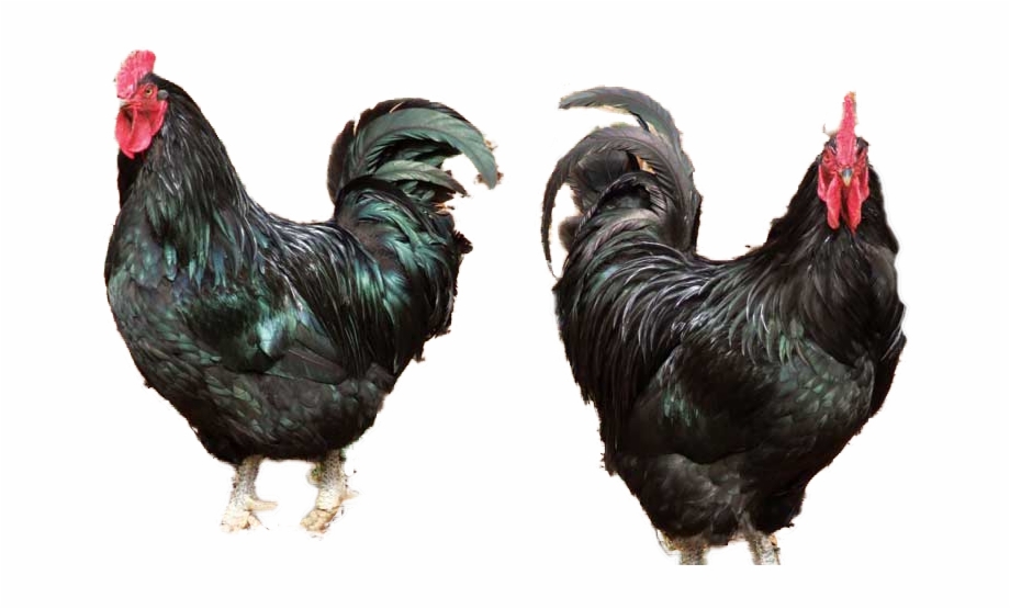 Black Chicken Ayam Hitam Java Chickens