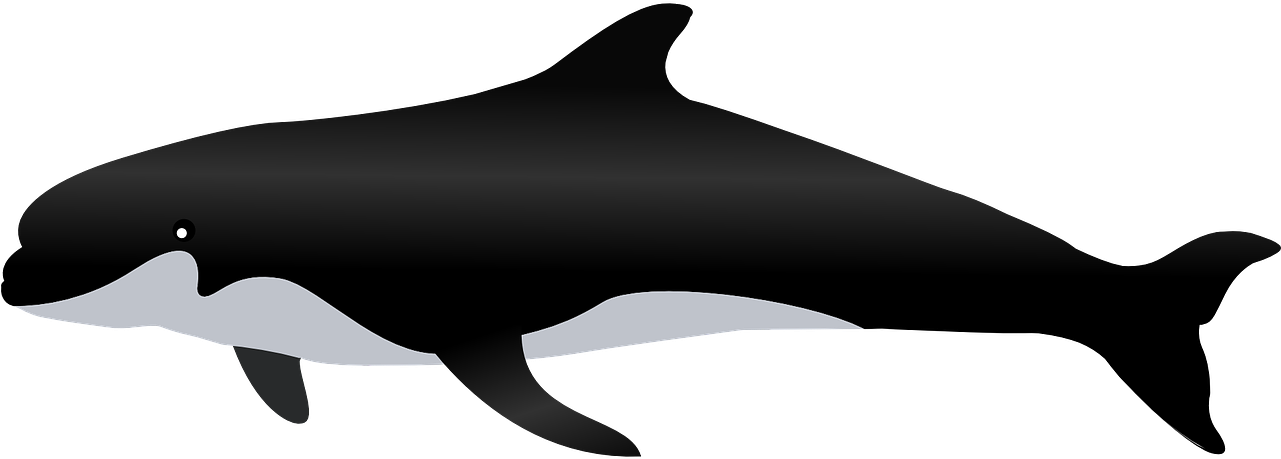 Killer Whale Whale Sea Animal Png Image Paus