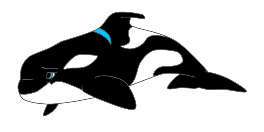Dolphin Clipart Images Black And White