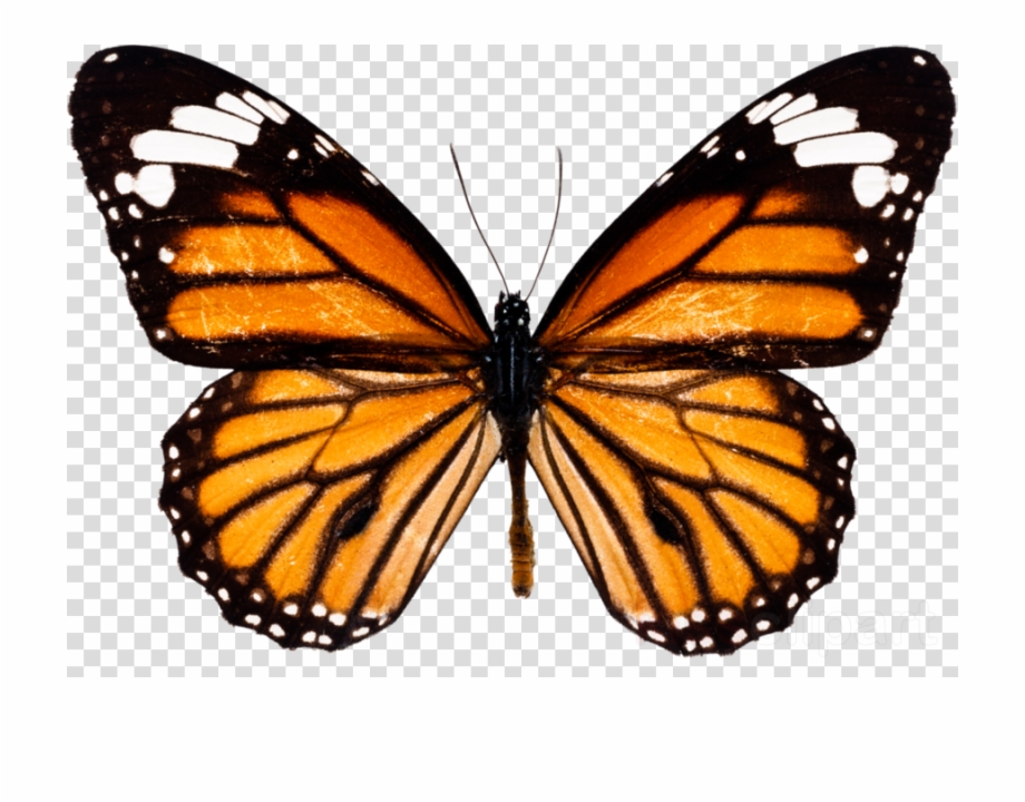 Monarch Butterfly Png Clipart Monarch Butterfly Insect Png
