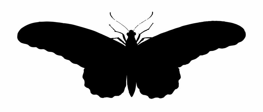 Banner Stock Butterfly Clipart Free Black And White