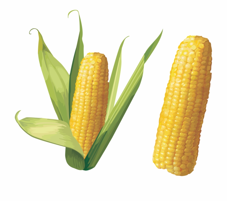 Corn Stalk Png Corn Png