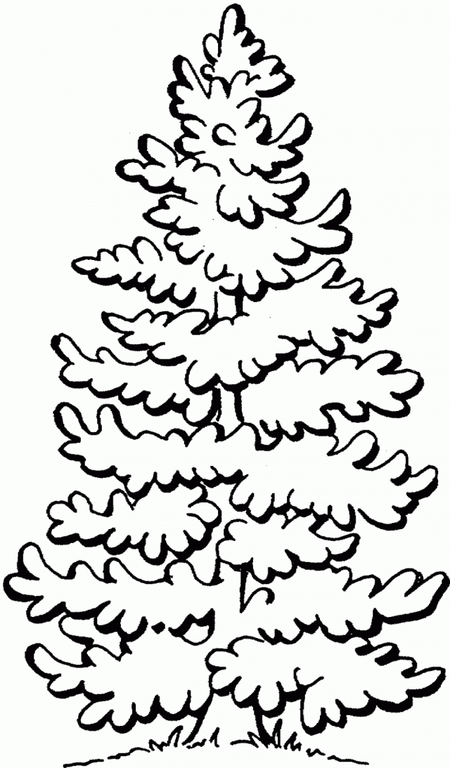 pine tree coloring pages
