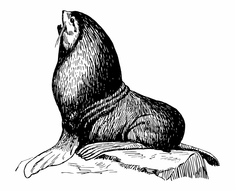 Medium Image Png Sea Lion On Rock