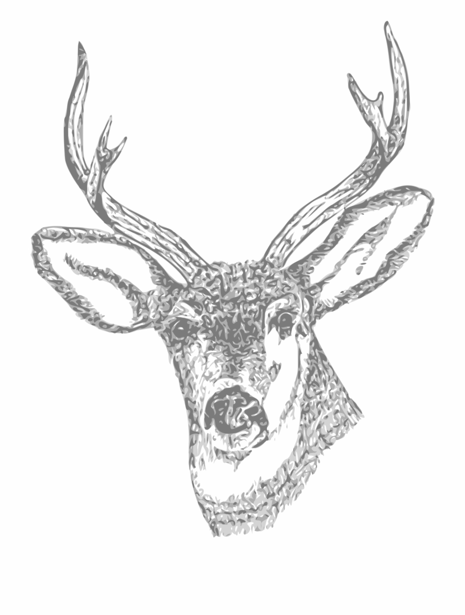 Deer Drawing Pencil Antler Curtain Stag Skull Tattoo