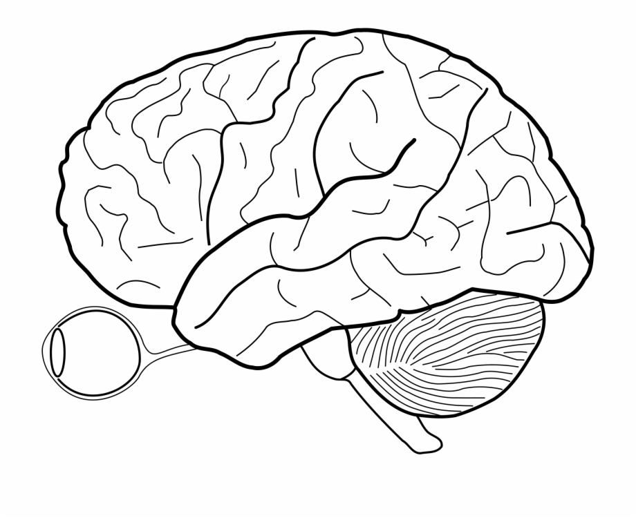 outline of the brain lobes
