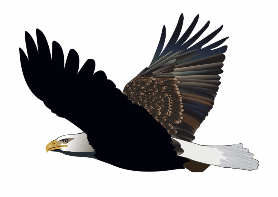Bird Eagle Flying Feather Nature American Flight Aguia
