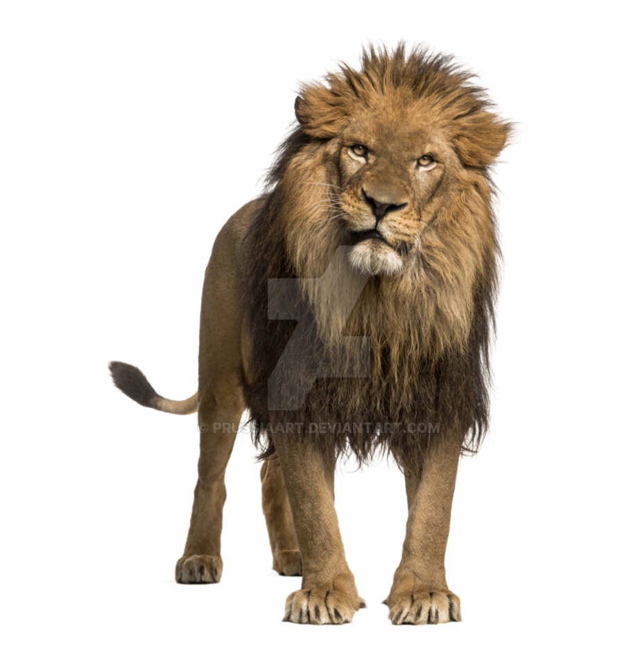 Transparent Bg Lion Panthera Leo