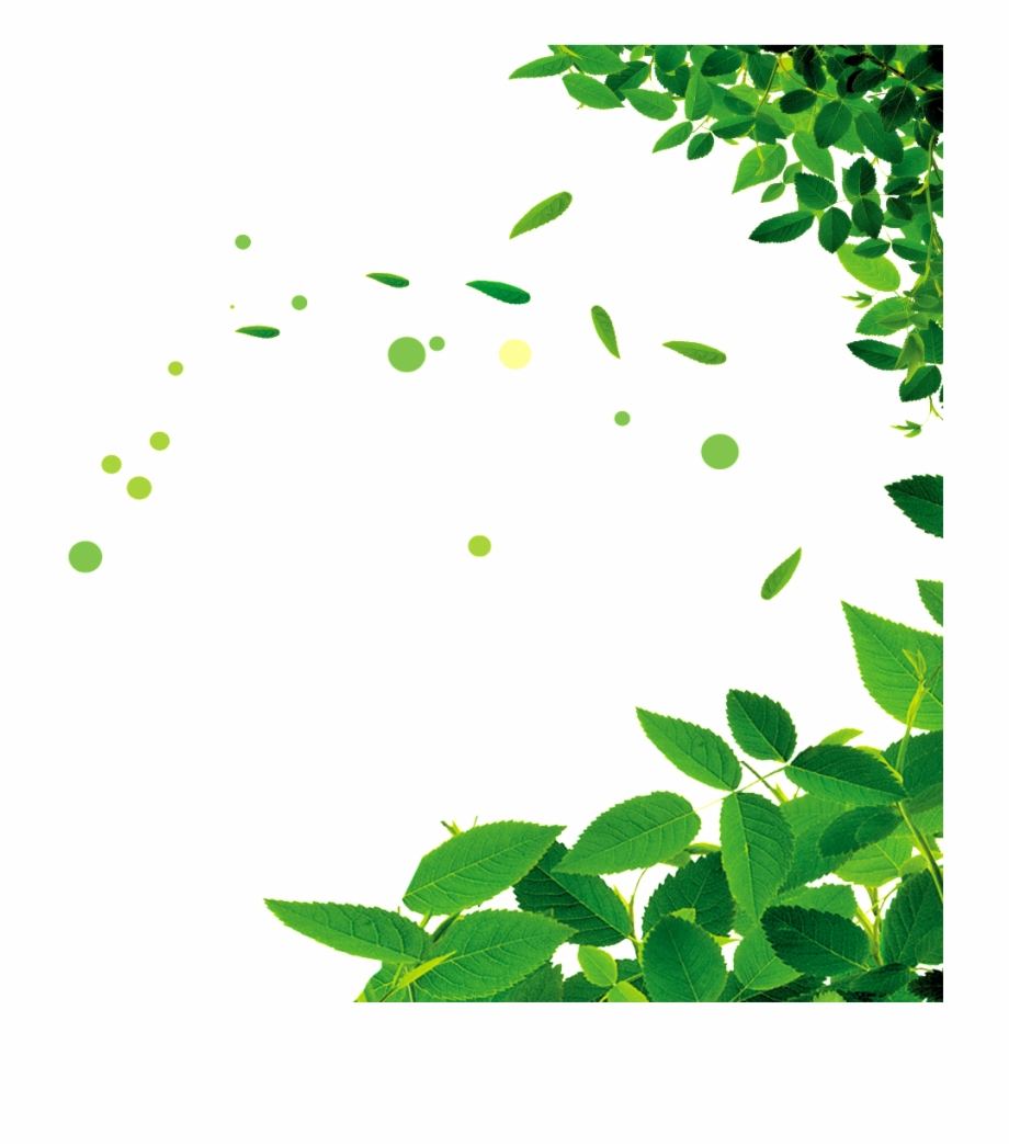 green leaves frame png
