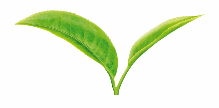 Green Tea Leaf Png