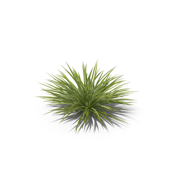 Ornamental Grass Png