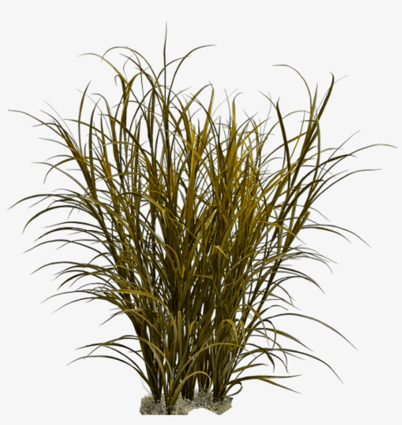 Ornamental Grass Png