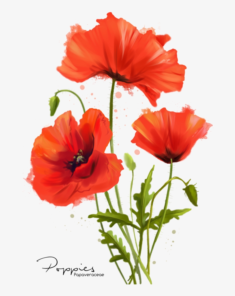 Poppies Png