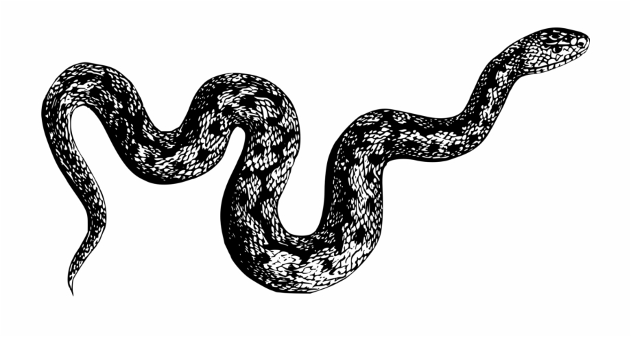 Boa Constrictor Rattlesnake Reptile Venomous Snake Black And