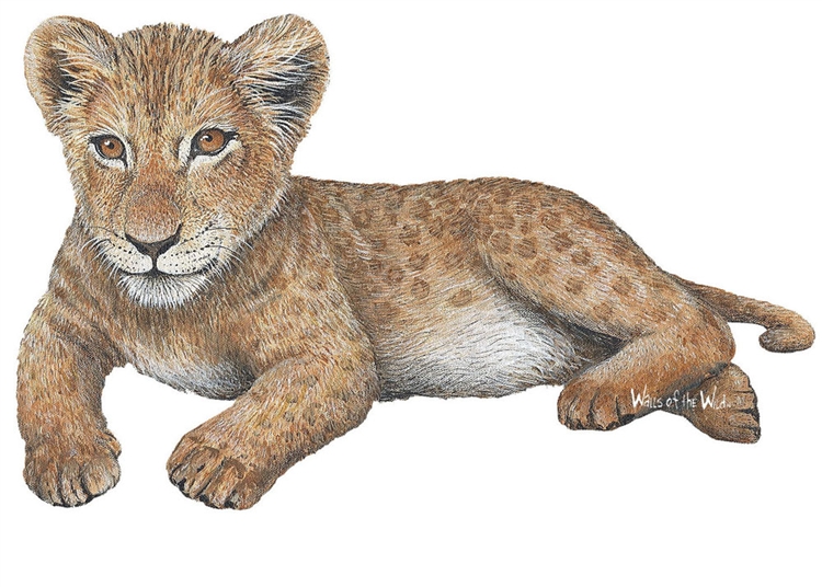 Baby Lion Png