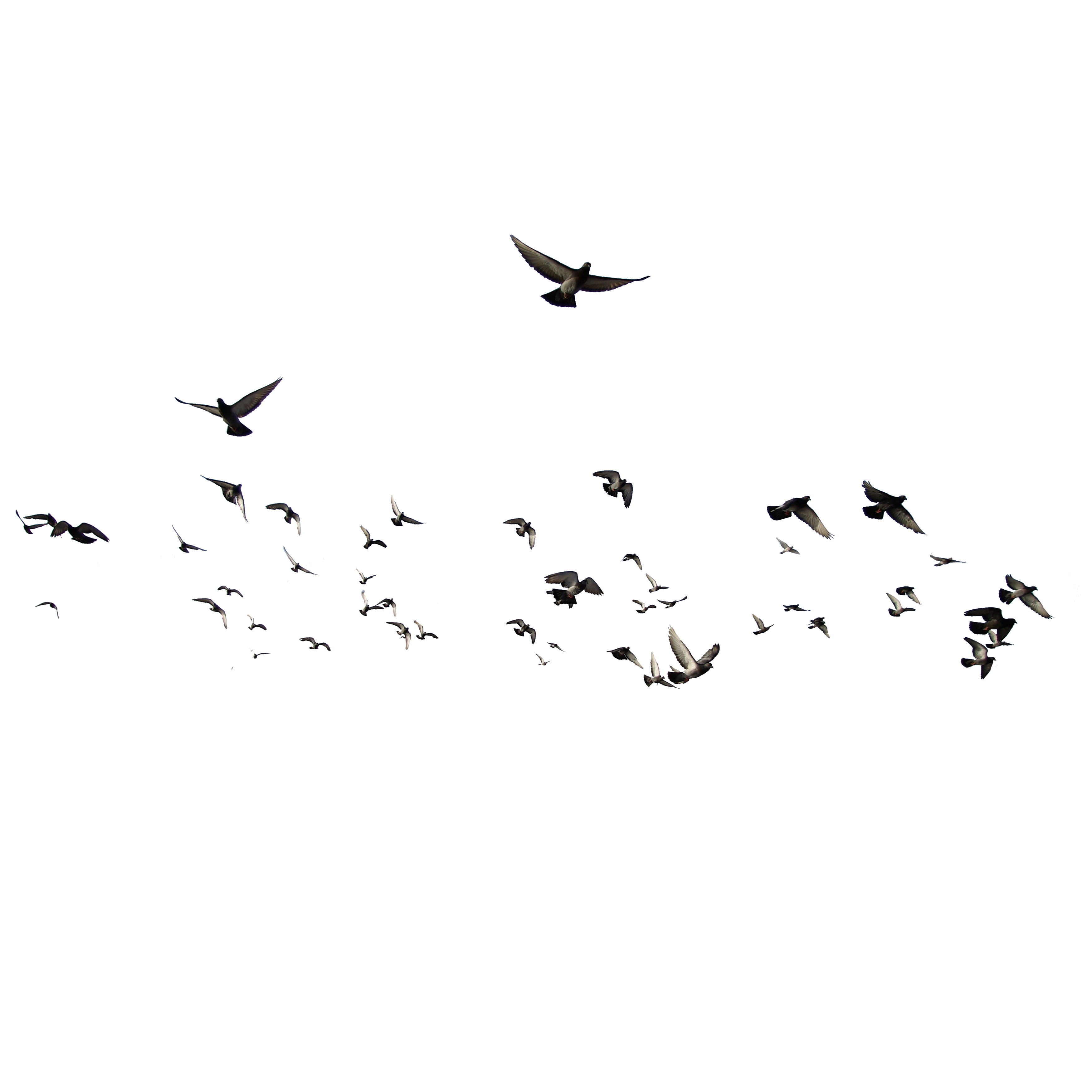 White Birds Png