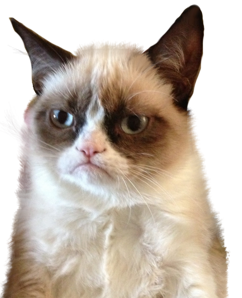 Free Funny Cat Png, Download Free Funny Cat Png png images, Free