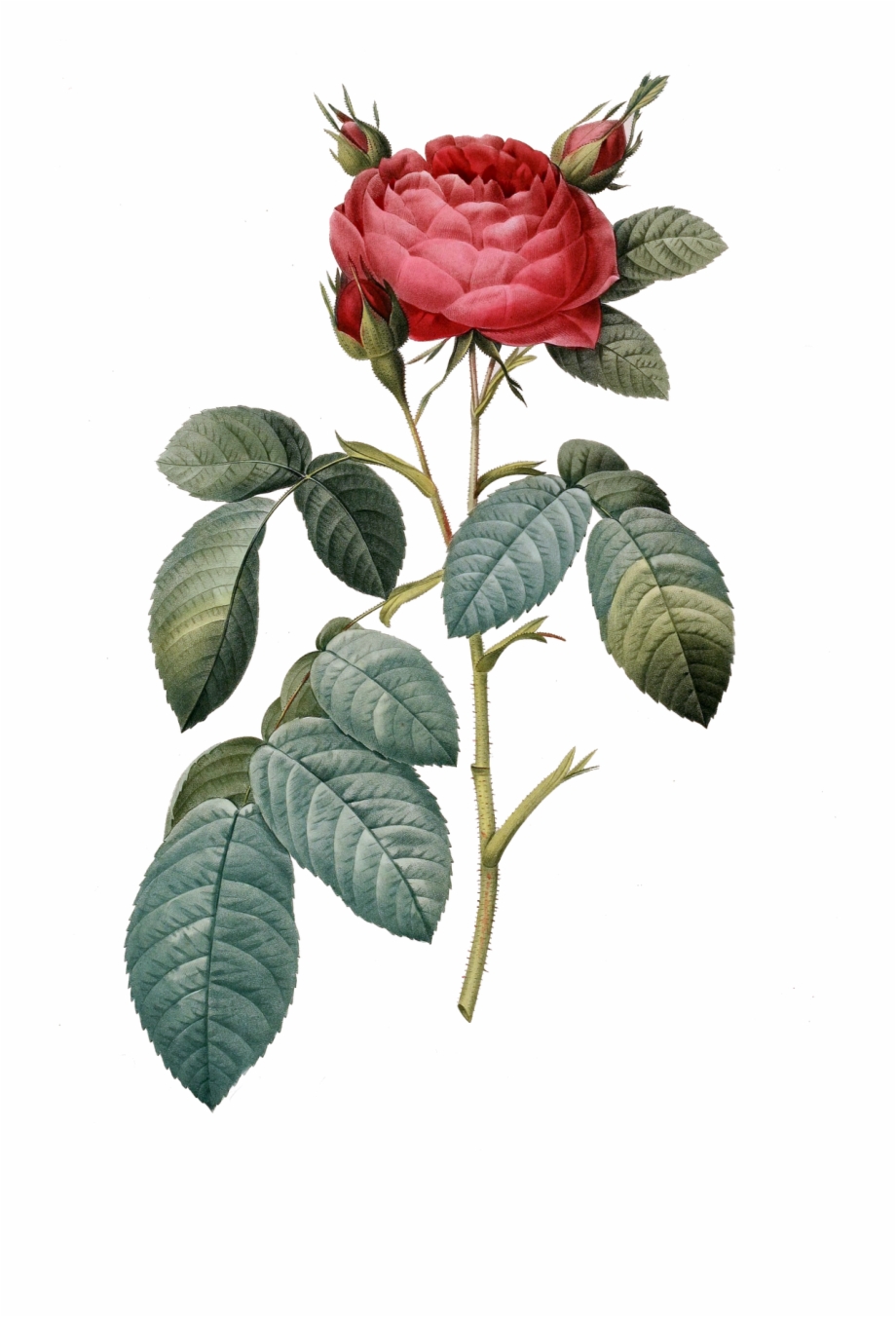vintage rose flower png
