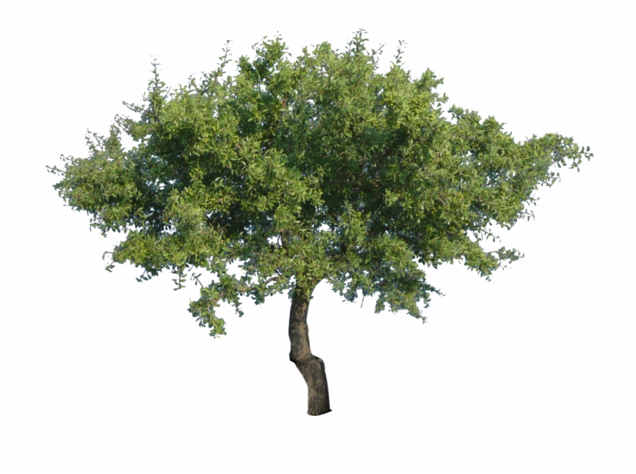 Multi Stem Tree Png