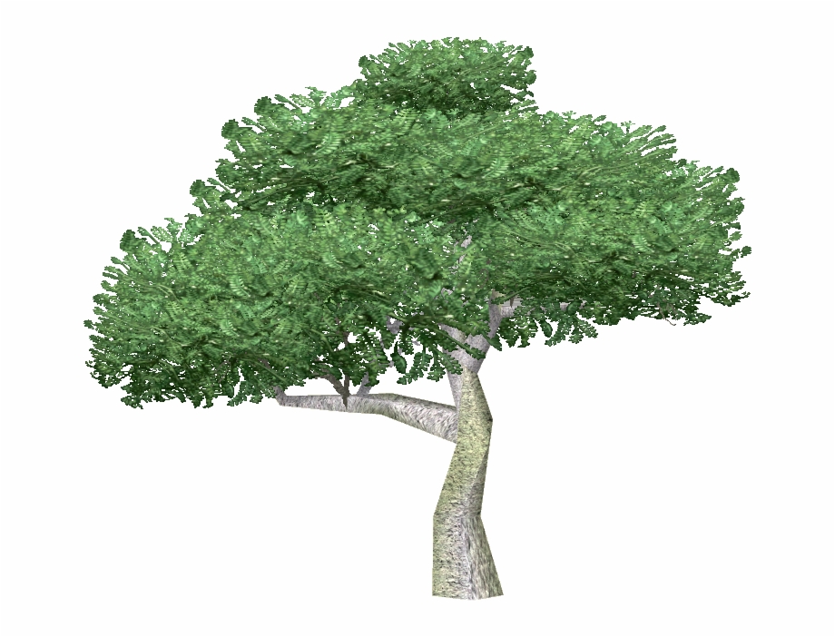 Free Image Of Tree Png Download Arbol En