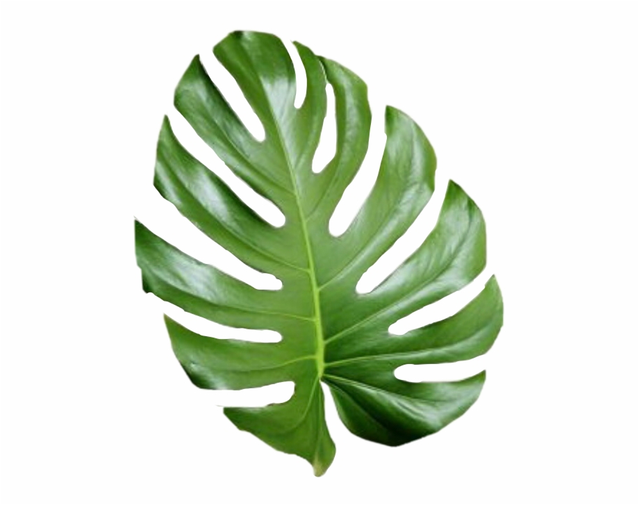 Tropical Png Tumblr Aesthetic Tropical Leaves Png