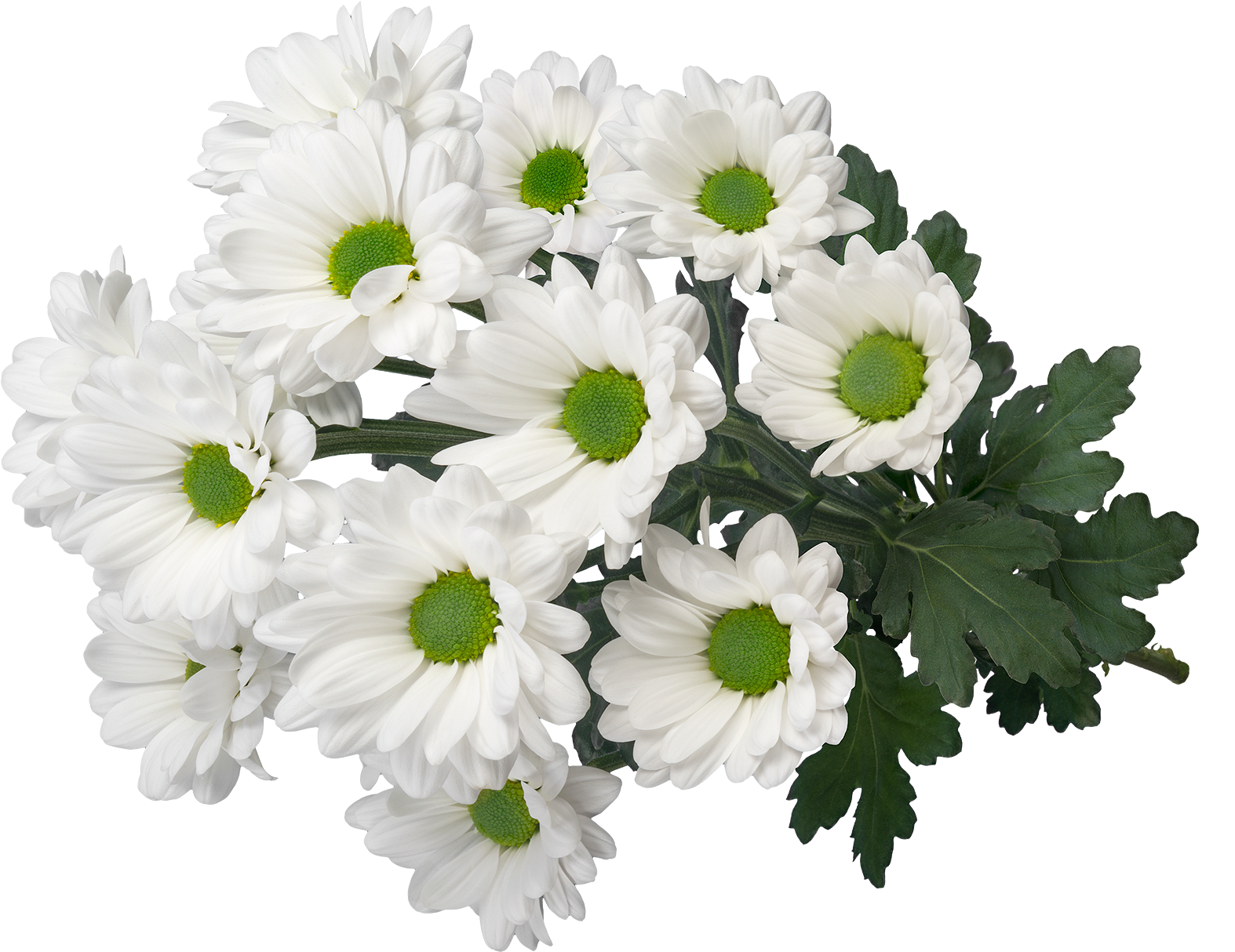 Sp My White 3D2 Oxeye Daisy