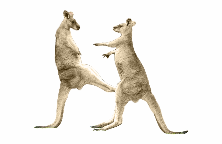 Qantas Kangaroo Transparent Background