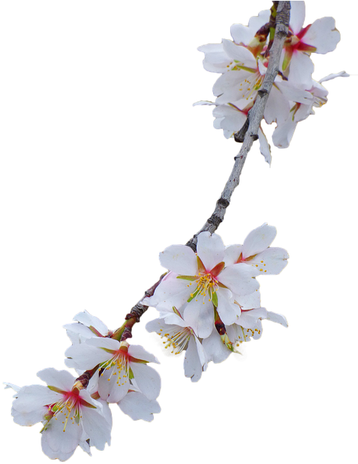 Branch Almond Tree Flowery Branch Almond Flower White