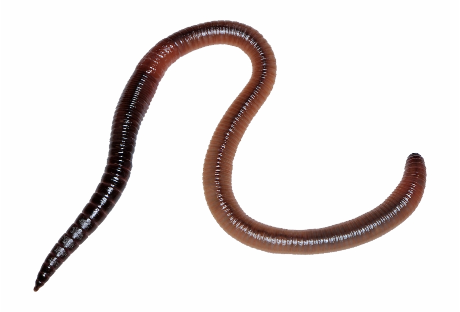 Earthworm Worm Png Earthworm Png