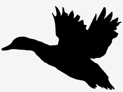 mallard duck clipart black and white
