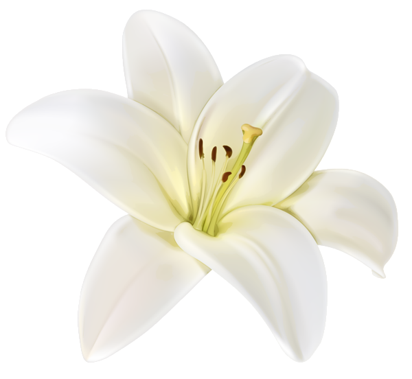 White Flowers Png