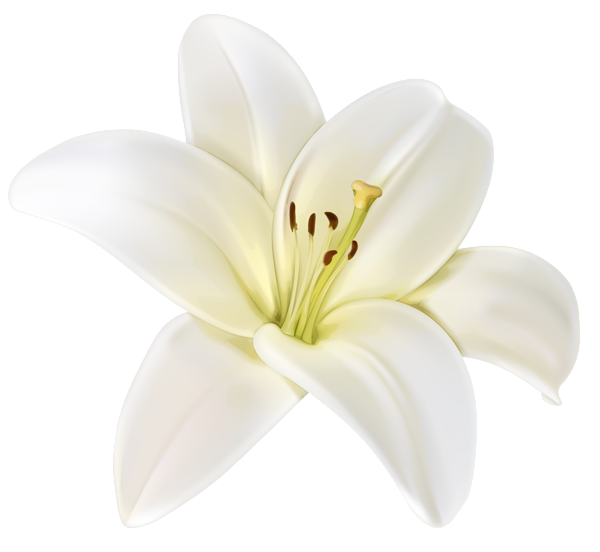 Free White Flowers Transparent Background, Download Free White Flowers