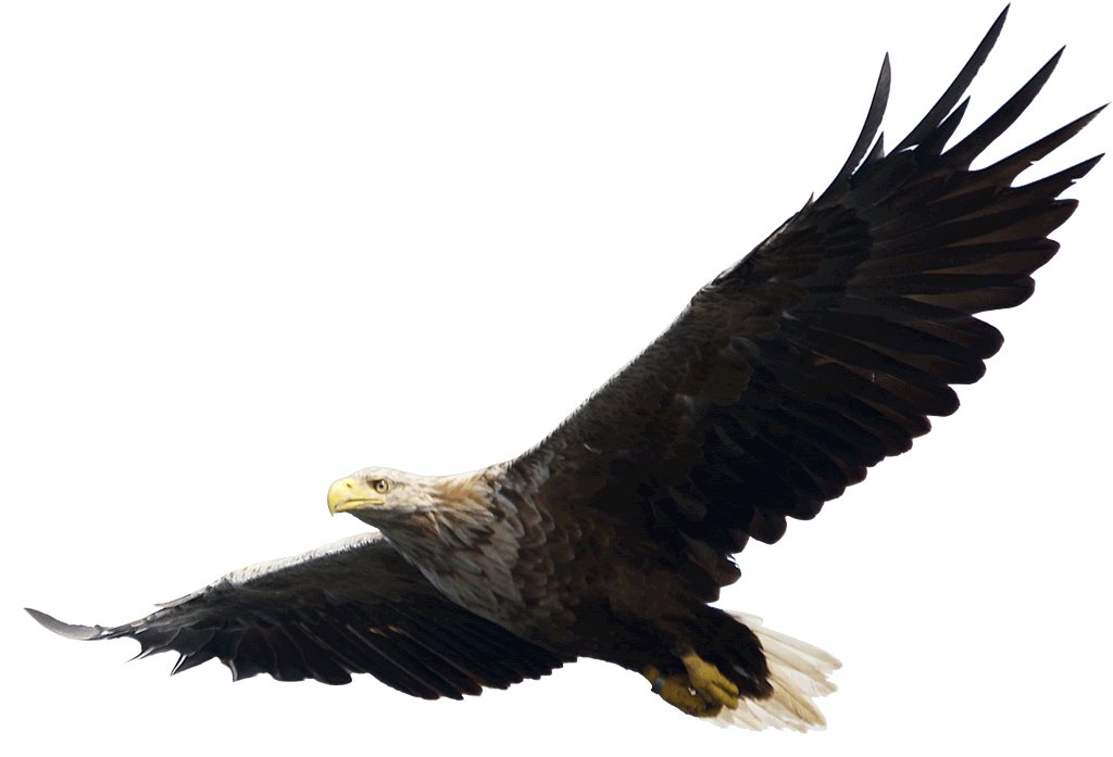 Eagle Png