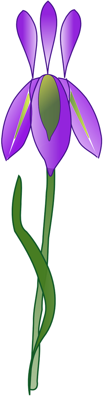 Iris Flower Purple Plant Garden Png Image Iris