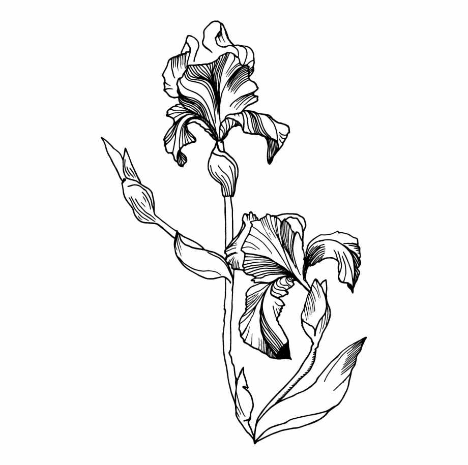 Single Iris Flower Illustration Png Download Black And